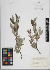 Foto von Salix lapponum L.